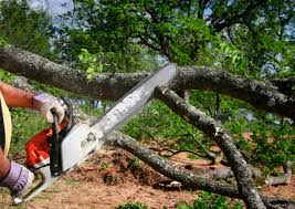 Best Lot and Land Clearing  in Port Lavaca, TX