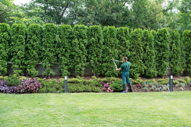 Reliable Port Lavaca, TX Tree Removal Solutions