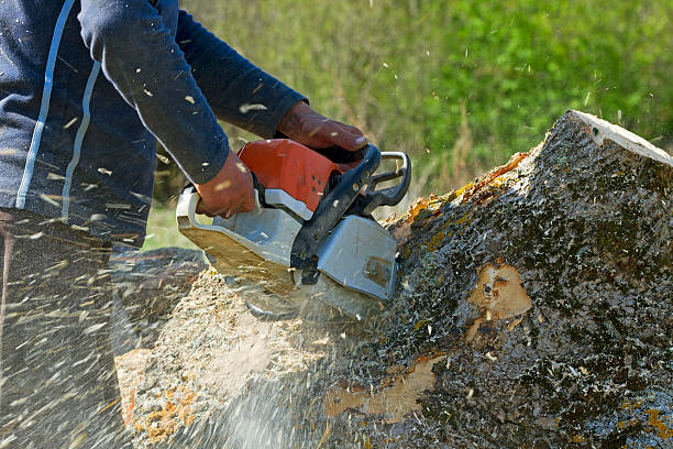 Best Tree and Shrub Care  in Port Lavaca, TX